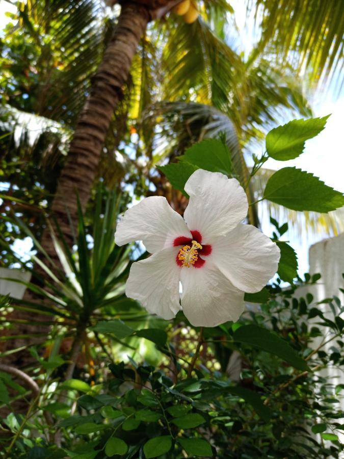 Casa Palma Beach House Brisas de Zicatela ภายนอก รูปภาพ